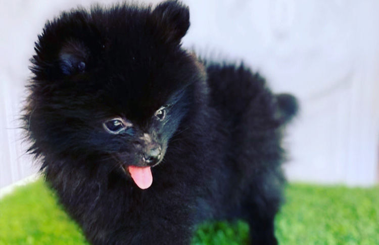 Pomeranian Mating Services